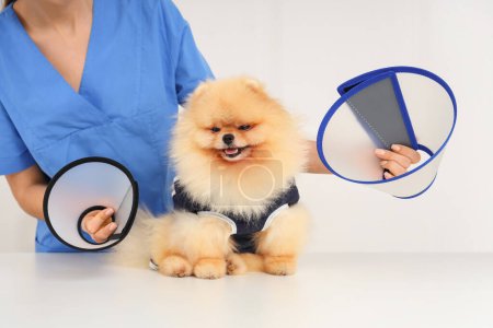 Photo for Female veterinarian with cones and Pomeranian dog after sterilization in clinic, closeup - Royalty Free Image