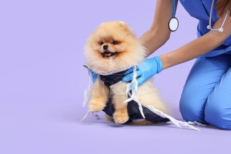 Veterinarian putting recovery suit on Pomeranian dog after sterilization against lilac background, closeup