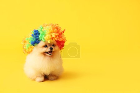 Foto de Lindo perro Pomeranian Spitz en peluca de payaso sobre fondo amarillo. Día de los tontos de abril - Imagen libre de derechos
