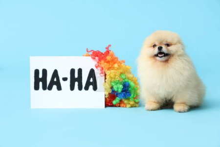 Lindo perro Pomeranian Spitz, tarjeta con texto HA-HA y peluca de payaso sobre fondo azul. Día de los tontos de abril