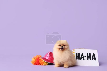 Cute Pomeranian Spitz dog, card with text HA-HA and clown wig on lilac background. April Fools day celebration