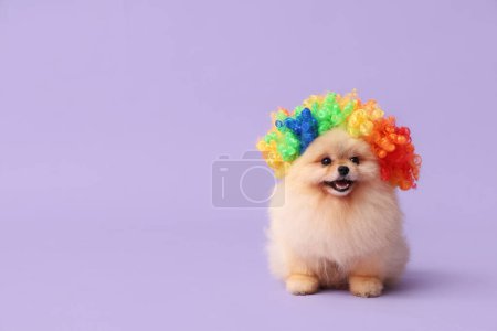Foto de Lindo perro Pomeranian Spitz en peluca de payaso sobre fondo lila. Día de los tontos de abril - Imagen libre de derechos