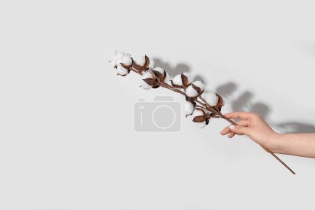 Female hand with cotton sprig on white background