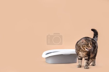 Niedliche Katze mit Wurfbox auf beigem Hintergrund