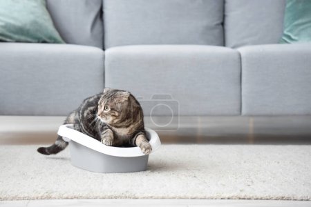 Niedliche Katze in Wurfbox auf dem Boden zu Hause