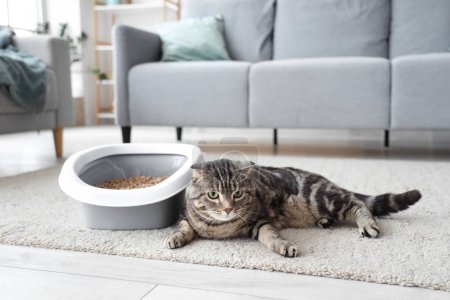 Niedliche Katze mit Katzentoilette liegt zu Hause auf dem Boden