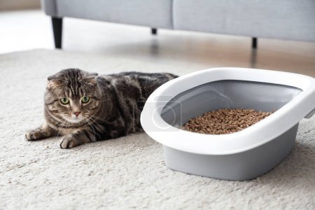 Niedliche Katze mit Katzentoilette liegt zu Hause auf dem Boden