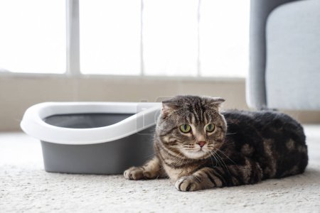 Niedliche Katze mit Katzentoilette auf dem Boden zu Hause