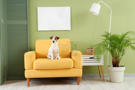 Foto de Lindo Jack Russell terrier en sillón en casa - Imagen libre de derechos