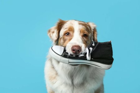 Adorable Australian Shepherd dog holding sneaker on blue background
