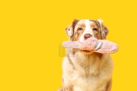 Funny Australian Shepherd dog holding slipper on yellow background