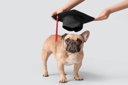 Photo for Cute French Bulldog and female hands with mortar board on grey background - Royalty Free Image