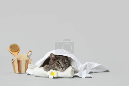 Photo for Cute cat with towels lying near spa accessories on grey background - Royalty Free Image