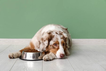Mignon chien de berger australien couché avec bol de nourriture sèche près du mur vert