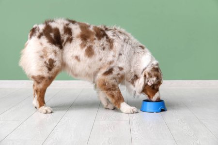 Mignon chien berger australien manger de la nourriture de bol près du mur vert