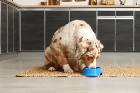 Mignon chien berger australien manger de la nourriture sèche de bol dans la cuisine