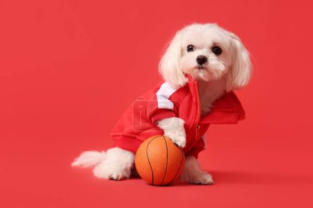 Cute Bolognese dog in jacket with ball on red background