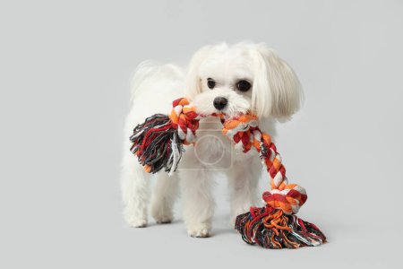 Cute Bolognese dog with rope toy on white background
