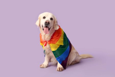 Mignon chien labrador avec drapeau LGBT assis sur fond violet