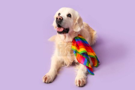 Lindo perro labrador con bandera LGBT sobre fondo púrpura