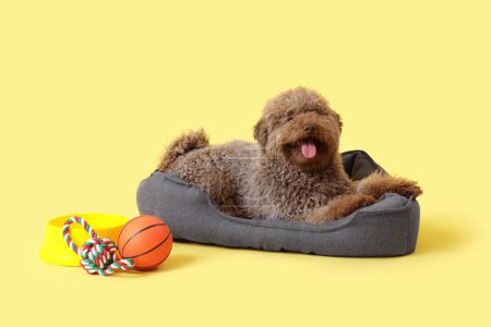 Téléchargez les photos : Mignon caniche dans un lit pour animaux avec des jouets et un bol sur fond jaune - en image libre de droit