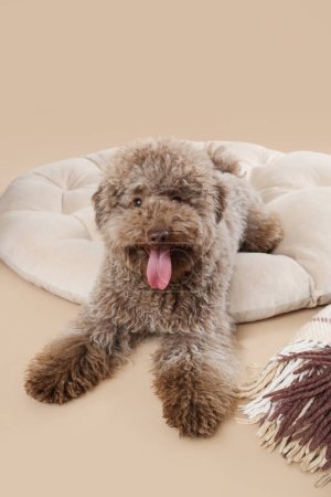 Téléchargez les photos : Mignon caniche couché sur pouf sur fond beige - en image libre de droit