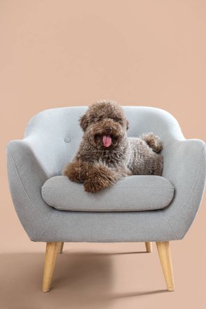 Téléchargez les photos : Mignon caniche couché dans un fauteuil gris sur fond beige - en image libre de droit