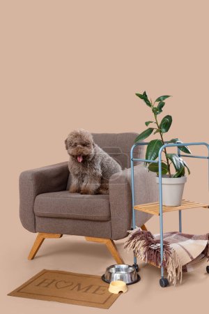 Téléchargez les photos : Mignon caniche dans un fauteuil avec plante et bols sur fond beige - en image libre de droit