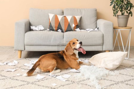 Vilain chien Beagle avec oreiller déchiré couché sur le sol dans le salon désordonné