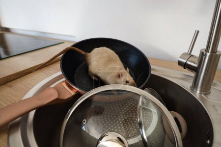 Little rat on frying pan in sink, closeup. Pest control concept