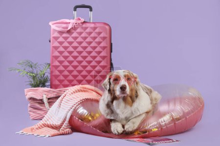 Cute Australian Shepherd dog with suitcase lying on swim ring against lilac background. Travel concept