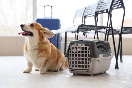 Niedlicher Corgi-Hund mit Tiertransporter am Flughafen
