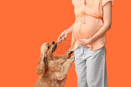 Jeune femme enceinte avec jouet pour animaux de compagnie et mignon chien Cocker Spaniel sur fond orange