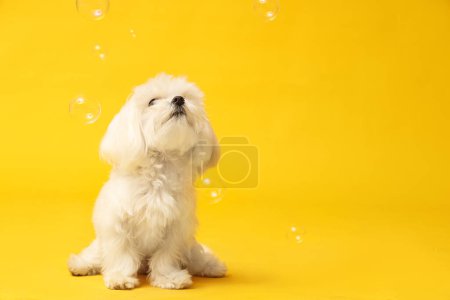 Netter maltesischer Hund mit Seifenblasen auf gelbem Hintergrund