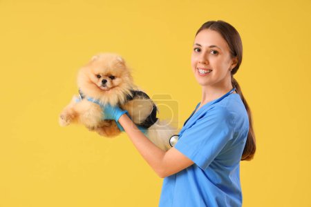 Female veterinarian with Pomeranian dog in recovery suit after sterilization on yellow background