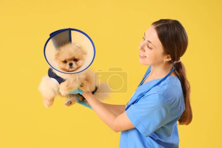 Photo for Female veterinarian with Pomeranian dog in recovery suit and cone after sterilization on yellow background - Royalty Free Image