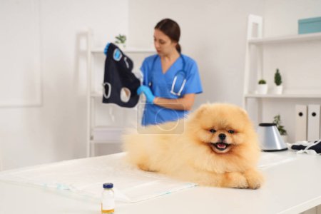 Photo for Pomeranian dog after sterilization lying on table in clinic, closeup - Royalty Free Image