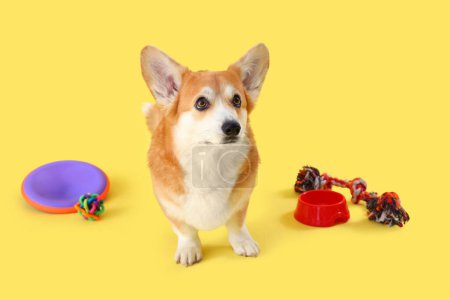 Téléchargez les photos : Mignon chien Corgi avec différents accessoires pour animaux de compagnie et bol pour la nourriture sur fond jaune - en image libre de droit