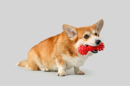 Téléchargez les photos : Mignon chien Corgi jouer avec jouet pour animaux de compagnie sur fond gris - en image libre de droit