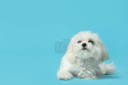 Cute Maltese dog with soap bubbles on blue background