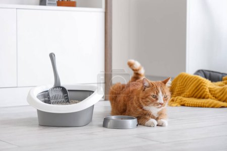 Niedliche Katze mit Futterschale und Wurfbox in der Küche