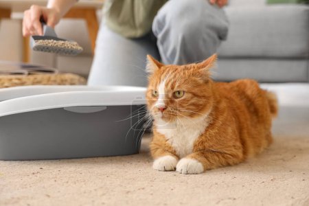 Niedliche Katze mit Besitzer putzt Katzenklo zu Hause, Nahaufnahme