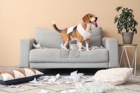 Vilain chien Beagle avec oreiller déchiré dans le salon désordonné