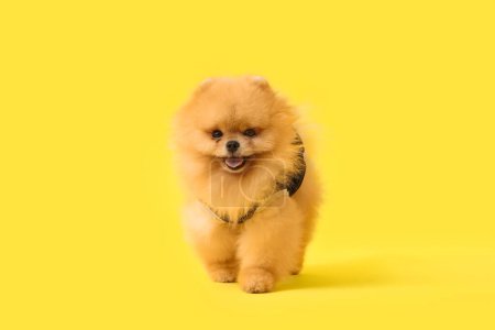 Photo for Cute Pomeranian dog in recovery suit after sterilization on yellow background - Royalty Free Image