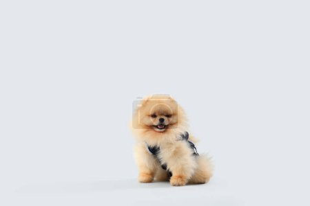 Photo for Cute Pomeranian dog in recovery suit after sterilization on light background - Royalty Free Image