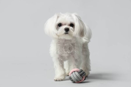 Lindo perro boloñés y bola sobre fondo blanco