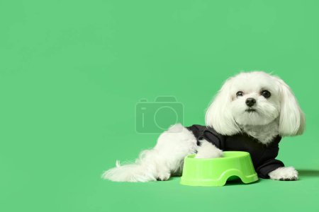 Cute Bolognese dog in sweater with bowl on green background