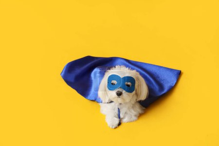 Cute little dog in superhero costume lying on yellow background