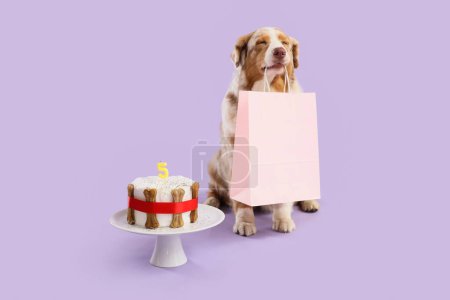 Niedlicher Australian Shepherd Hund mit Kuchen und Einkaufstasche auf fliederfarbenem Hintergrund. Geburtstagsfeier