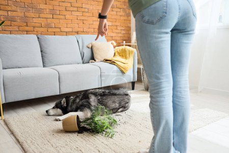 Woman scolding shamed husky dog for overturned houseplant at home